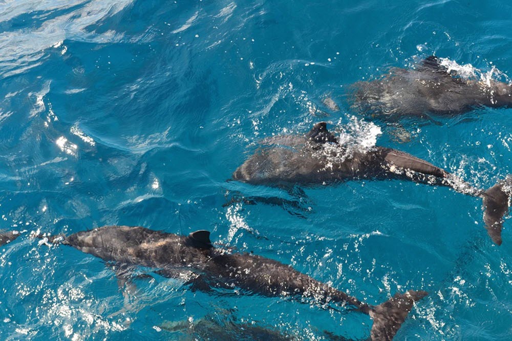 Dolphins at Fernando de Noronha