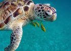 Sea turtle