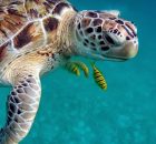 Sea turtle