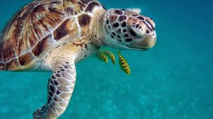 Sea turtle