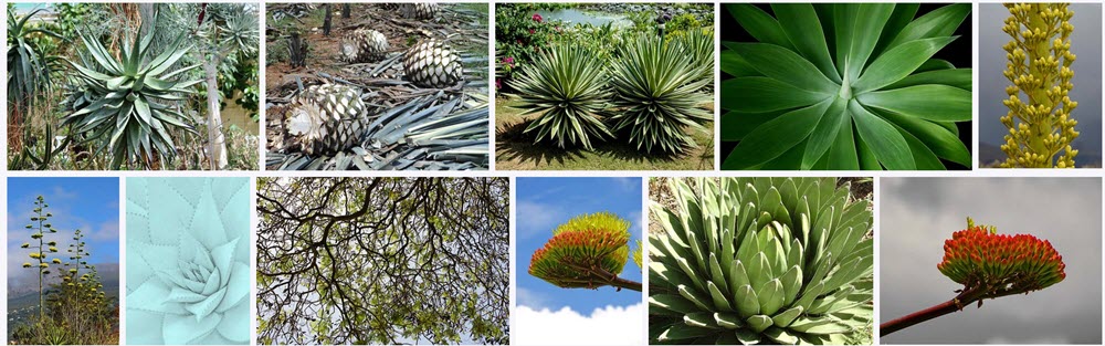 agave