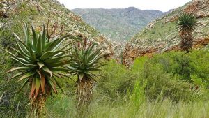 mexico desert