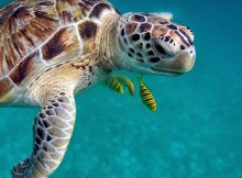 Sea turtle