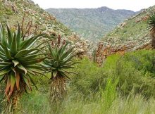 mexico desert